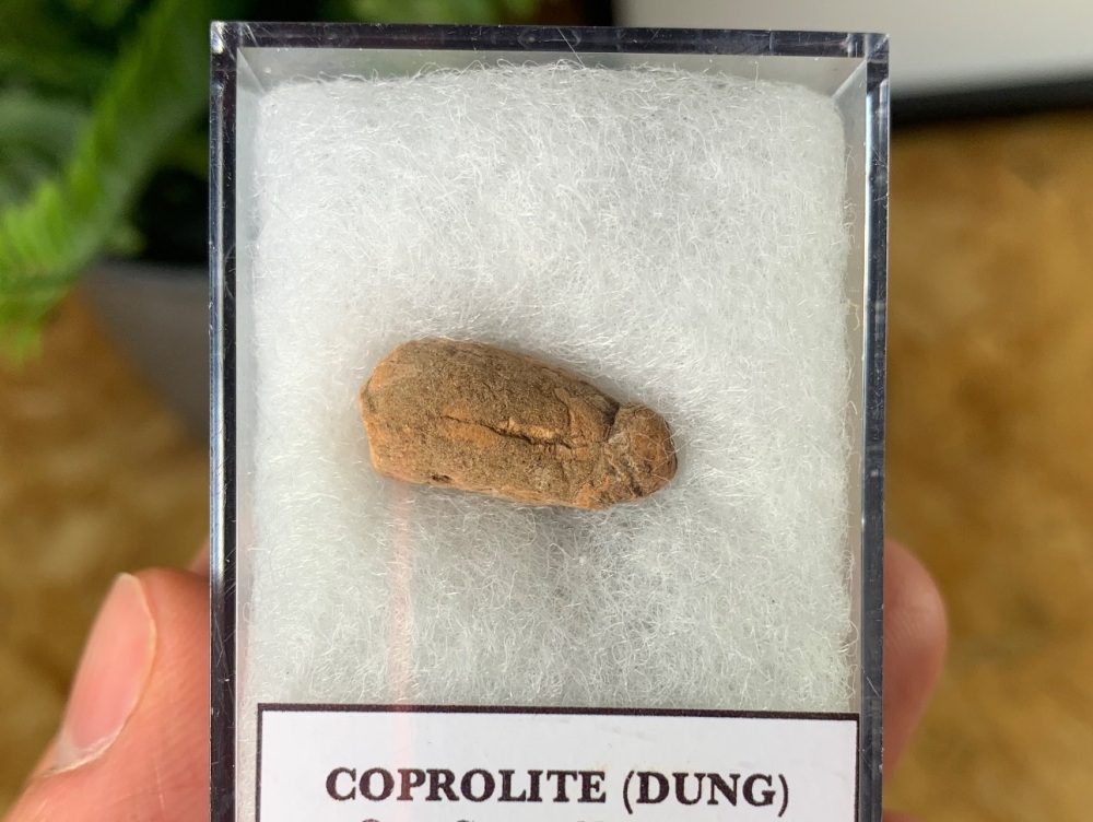 Triassic Coprolite (Dung), Bull Canyon Fm. #18
