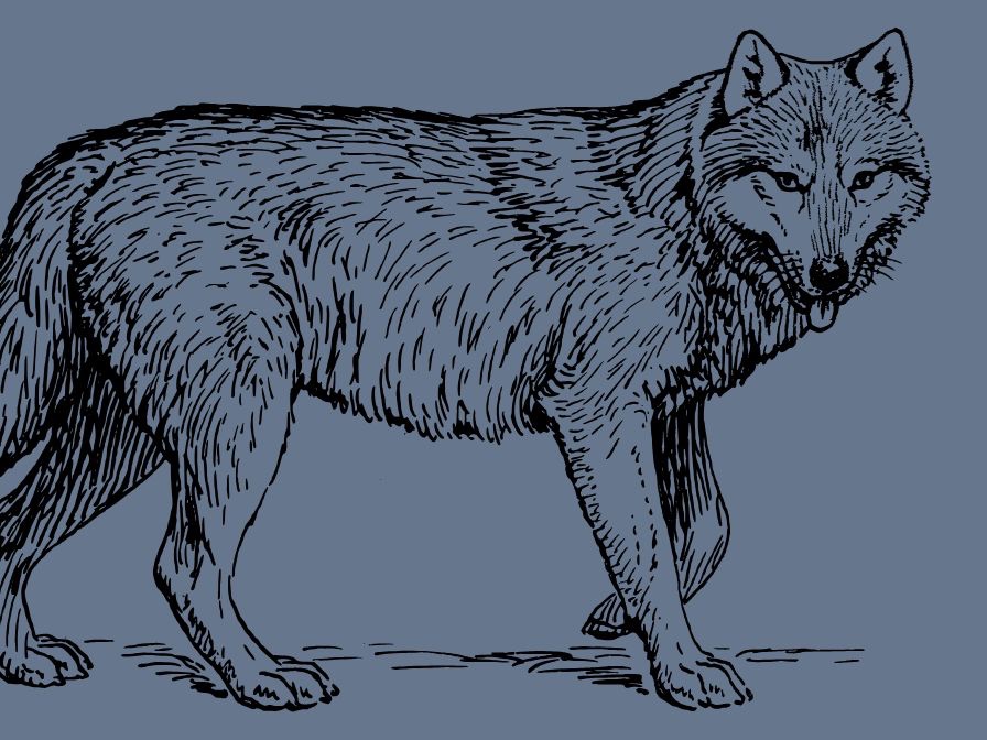 Wolf