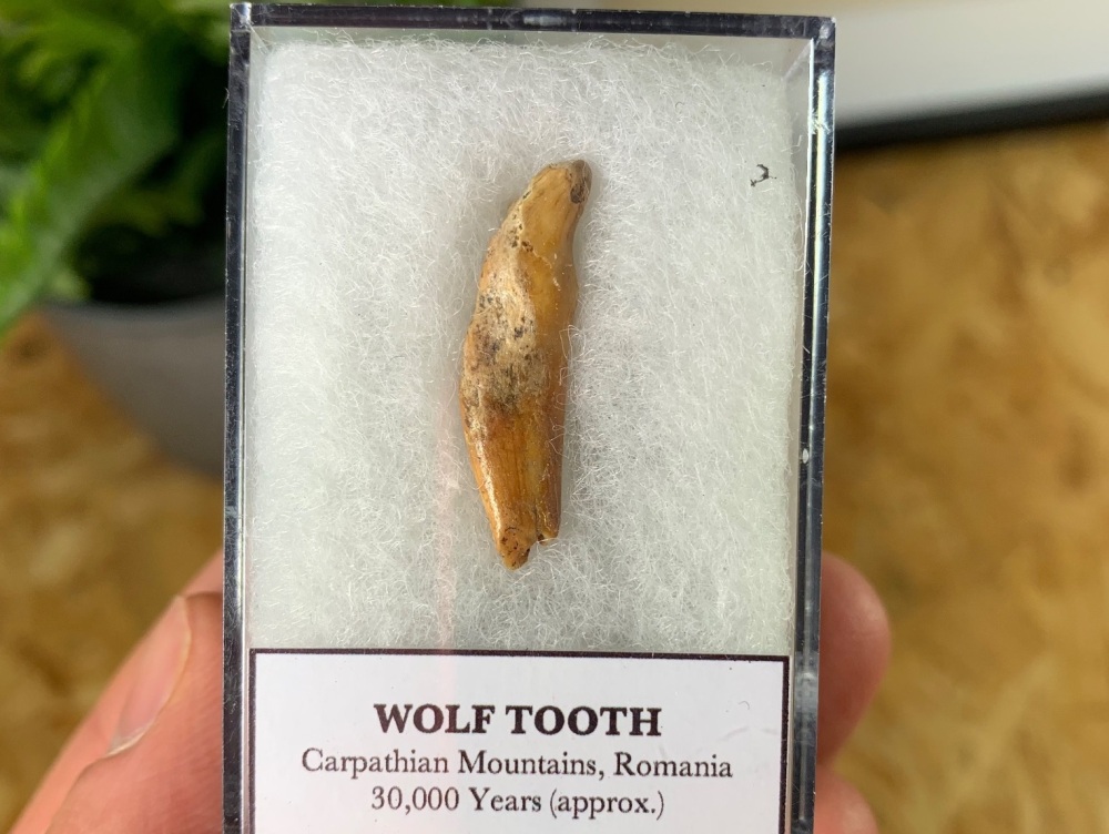 Wolf Tooth (Cave Deposits, Romania) #01
