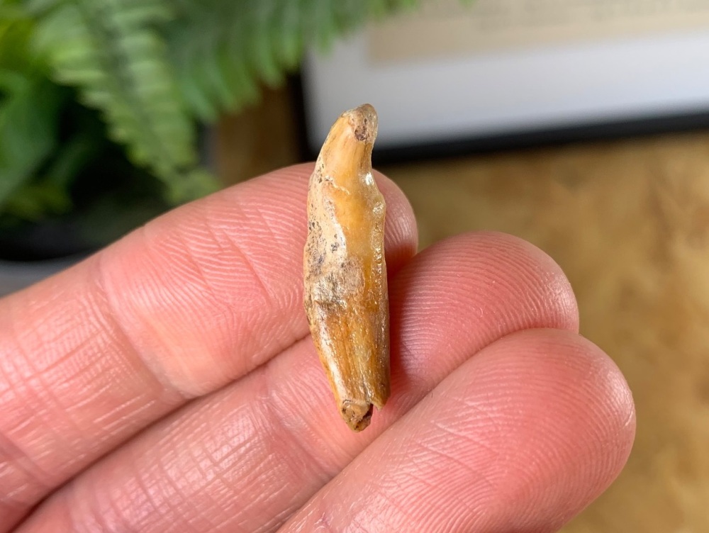 Wolf Tooth (Cave Deposits, Romania) #01