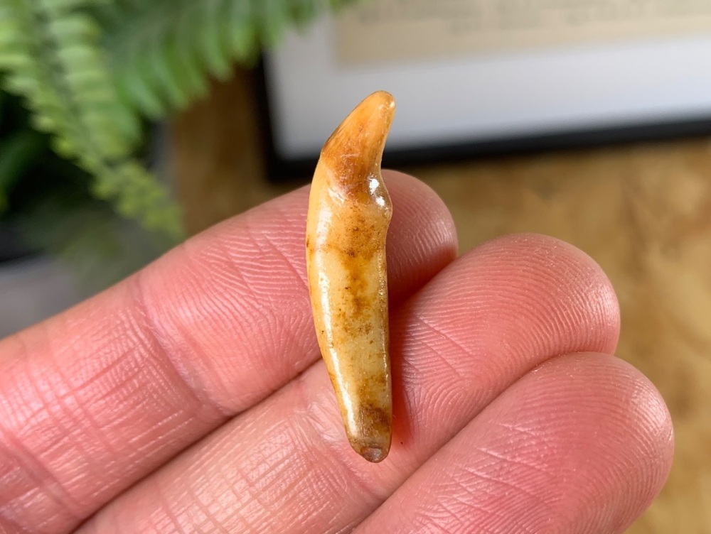 Wolf Tooth (Cave Deposits, Romania) #02