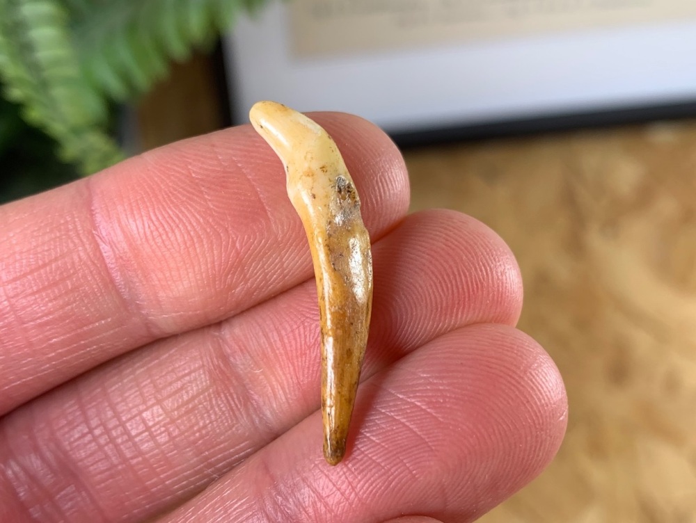 Wolf Tooth (Cave Deposits, Romania) #03