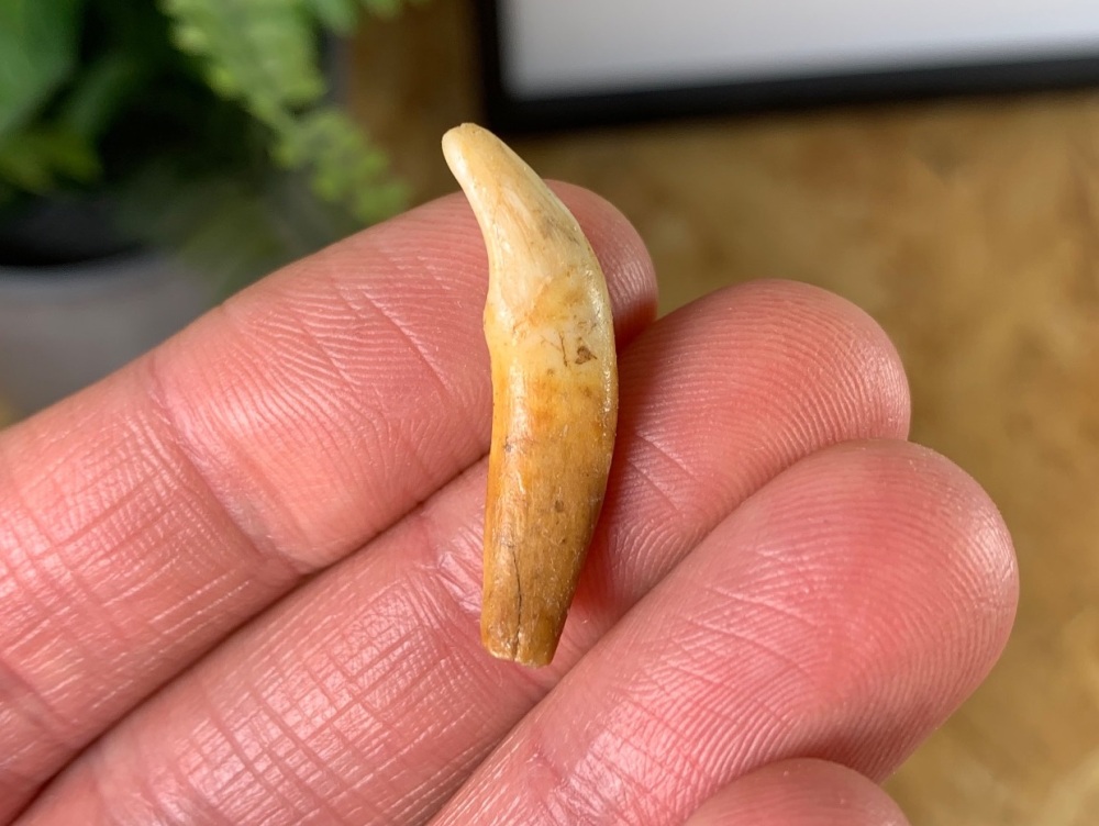 Wolf Tooth (Cave Deposits, Romania) #04