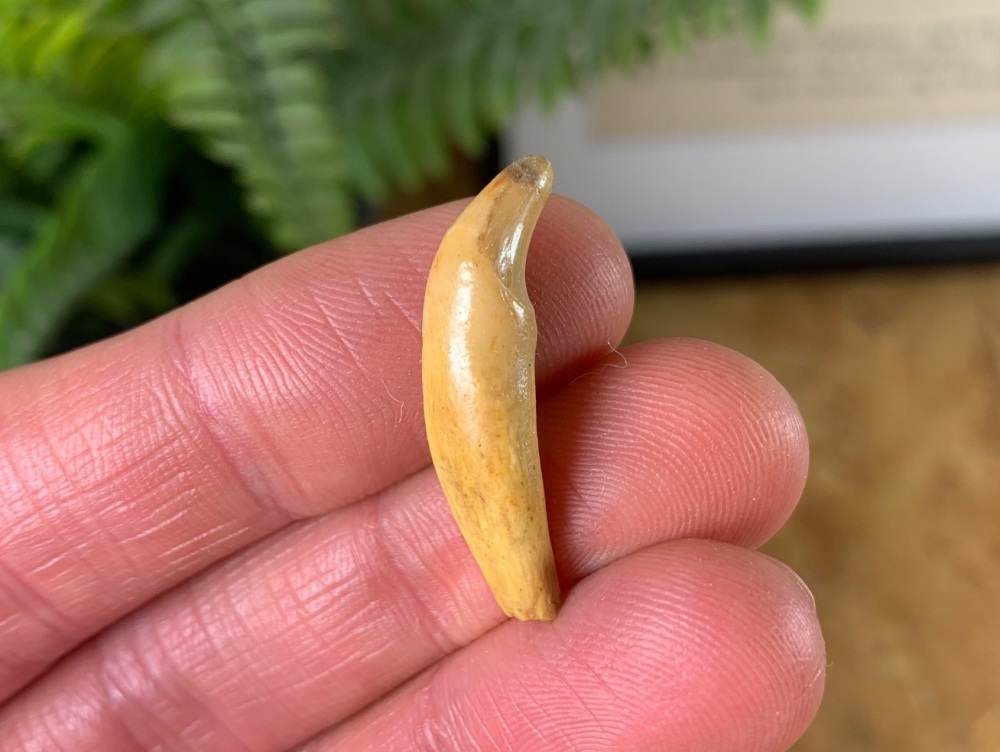 Wolf Tooth (Cave Deposits, Romania) #05