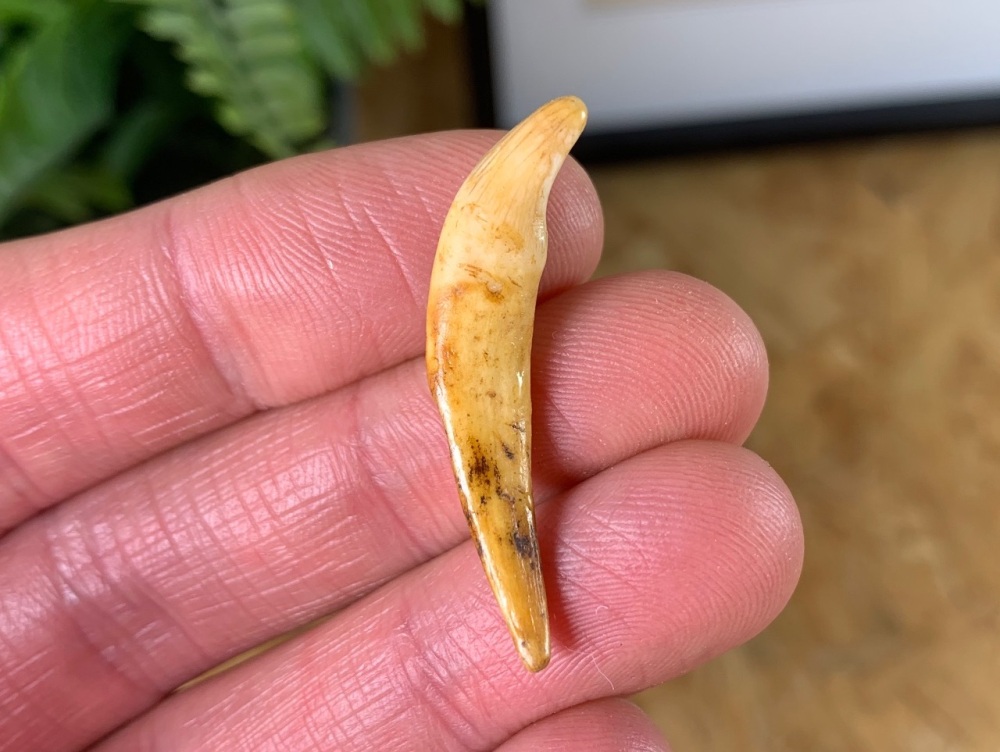 Wolf Tooth (Cave Deposits, Romania) #06