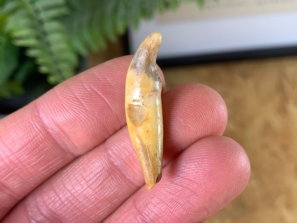 Wolf Tooth (Cave Deposits, Romania) #07