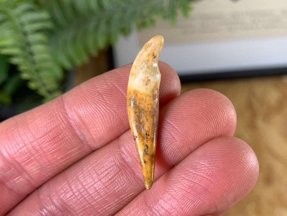 Wolf Tooth (Cave Deposits, Romania) #08