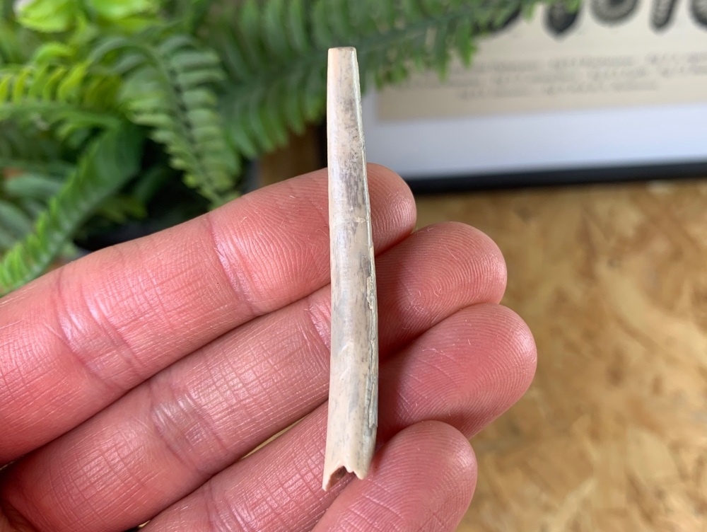 HUGE Ornithocheirid Pterosaur Tooth #14 - Niger (Elrhaz Fm)