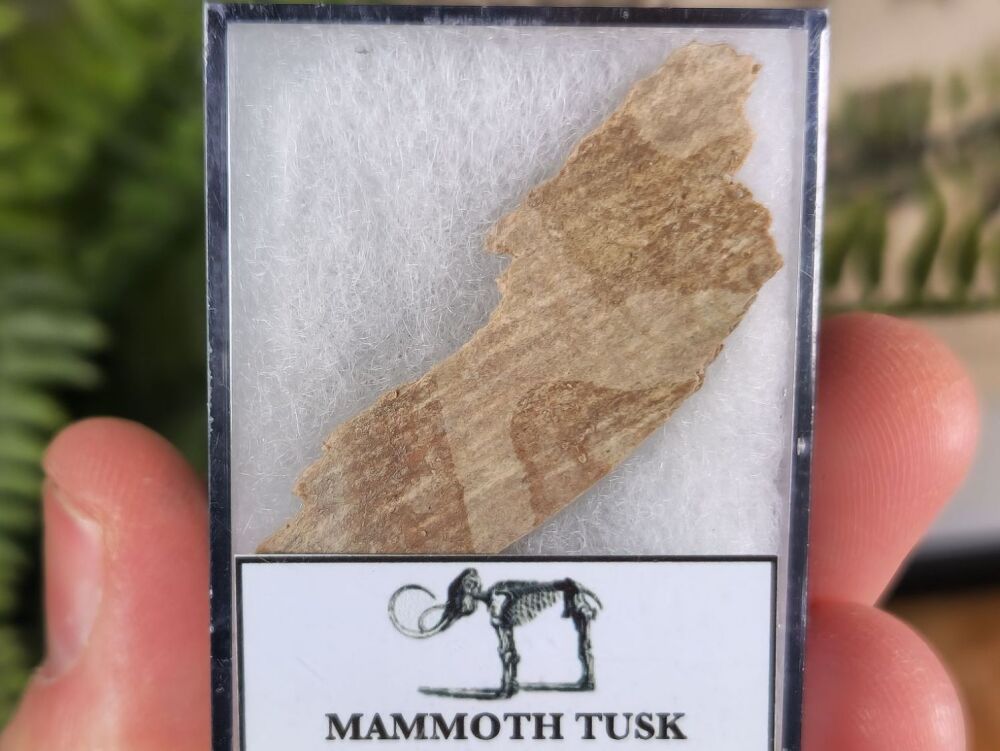 Woolly Mammoth Tusk #01
