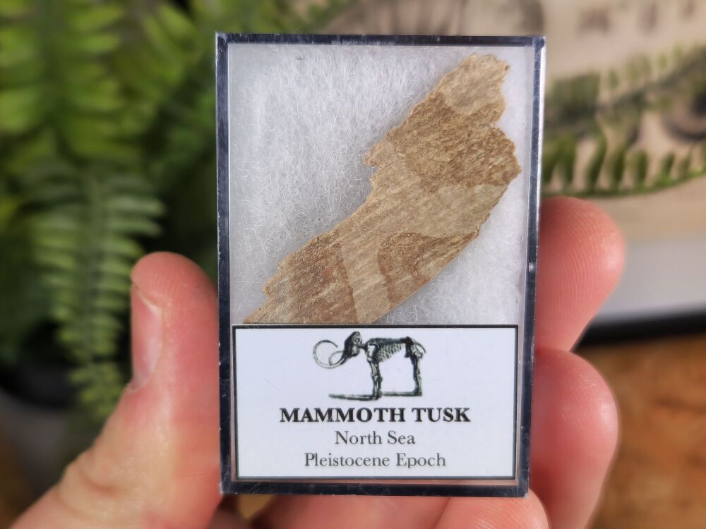 Woolly Mammoth Tusk #01