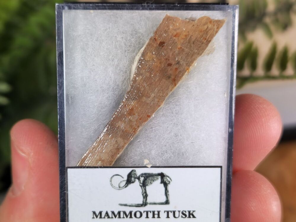 Woolly Mammoth Tusk #02