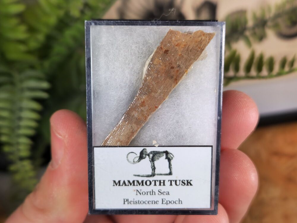Woolly Mammoth Tusk #02