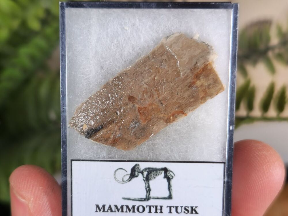 Woolly Mammoth Tusk #03