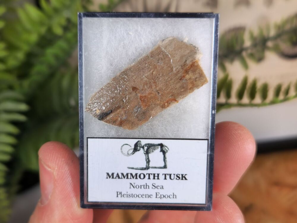 Woolly Mammoth Tusk #03