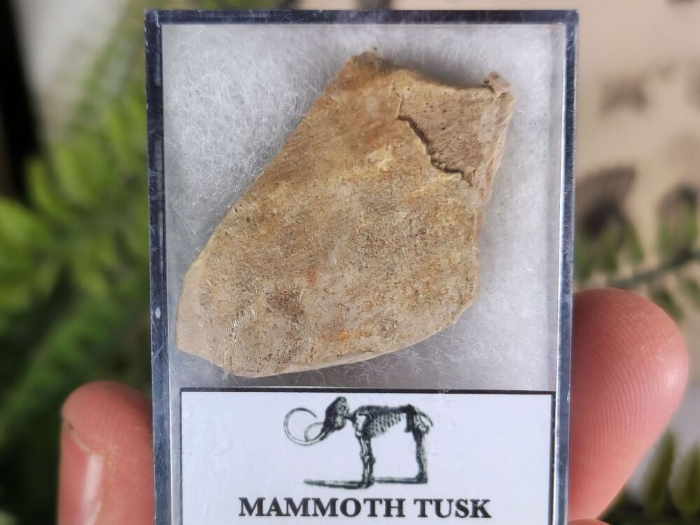 Woolly Mammoth Tusk #04
