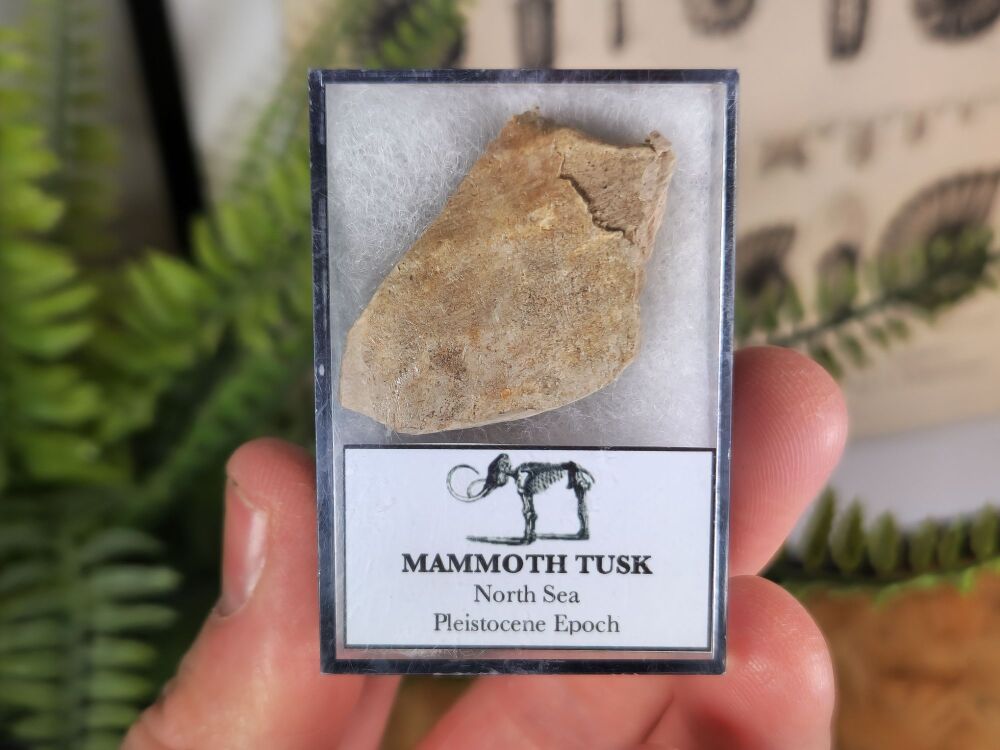 Woolly Mammoth Tusk #04