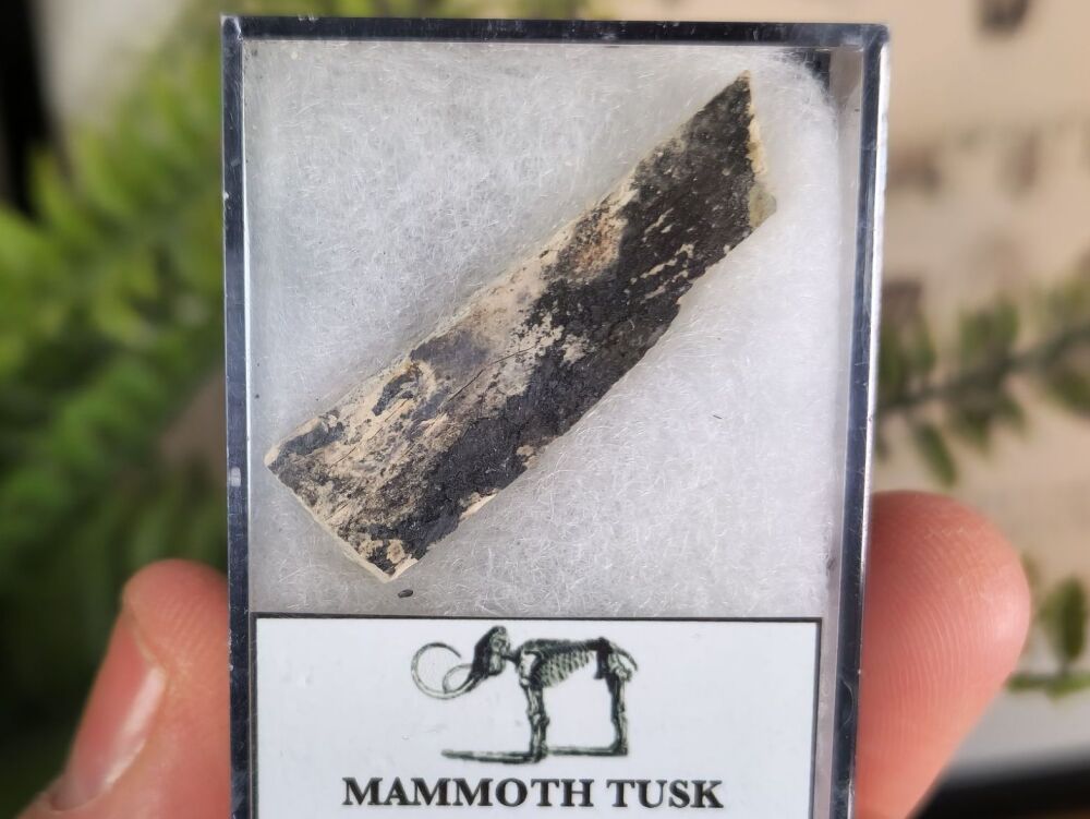 Woolly Mammoth Tusk #05