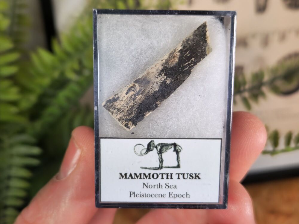 Woolly Mammoth Tusk #05