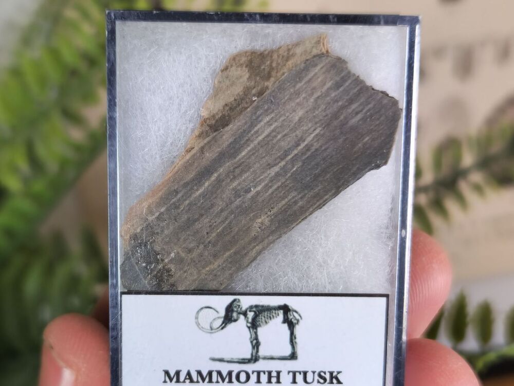 Woolly Mammoth Tusk #06