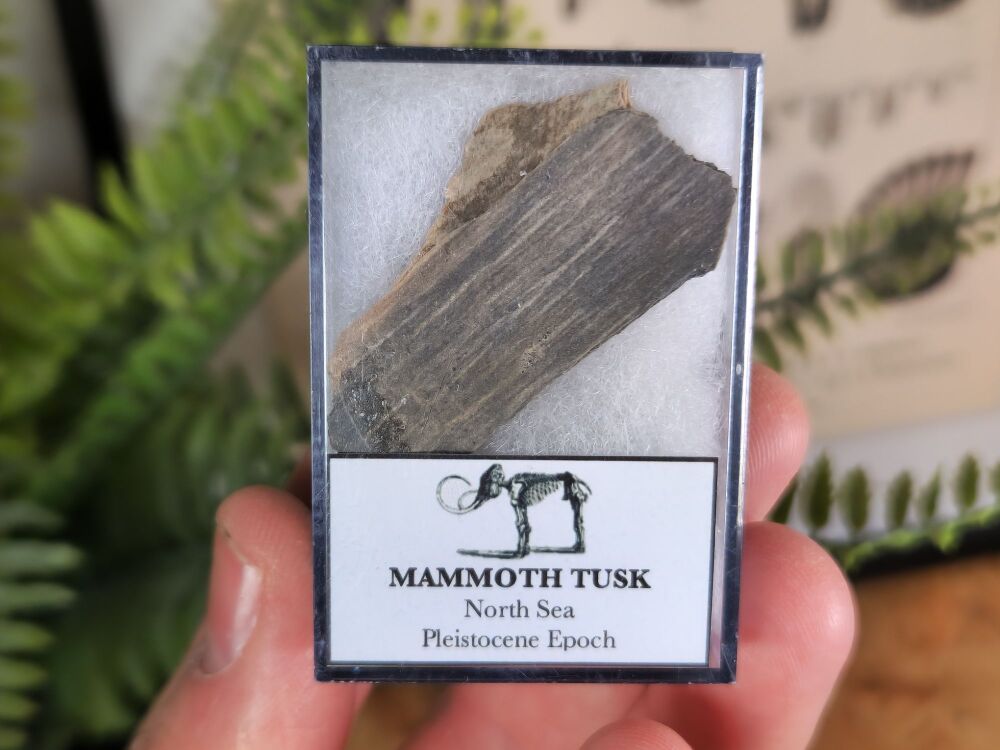 Woolly Mammoth Tusk #06