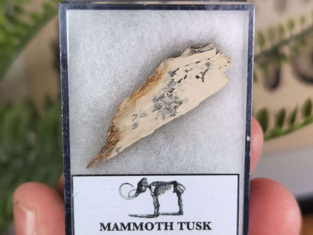 Woolly Mammoth Tusk #07