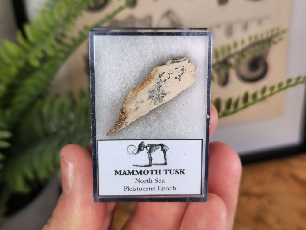 Woolly Mammoth Tusk #07