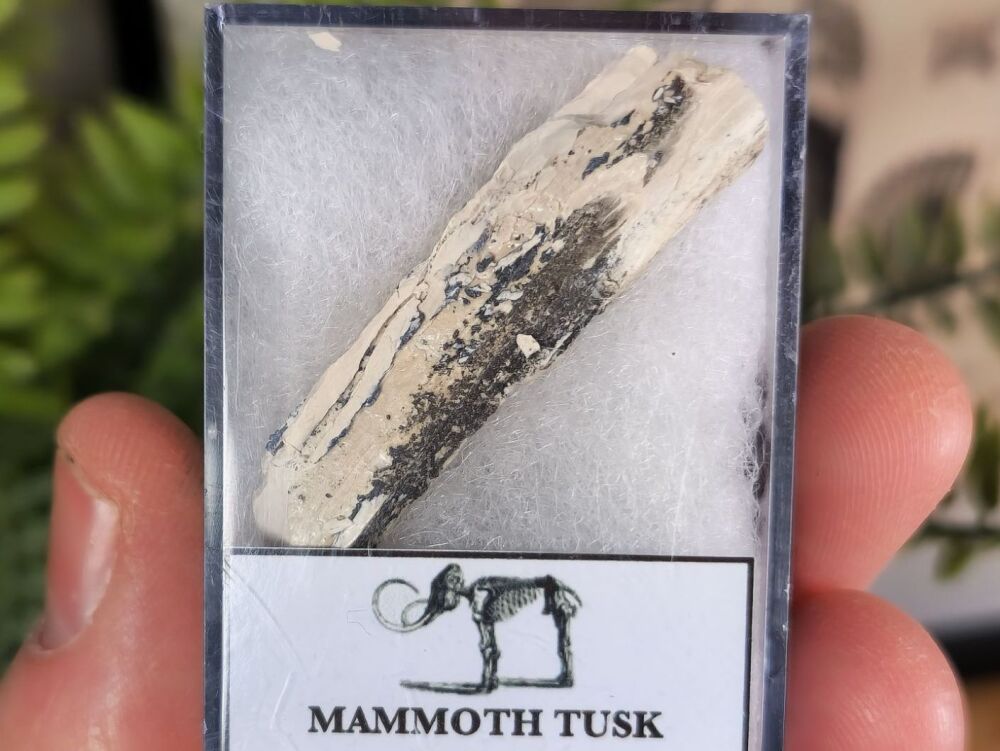 Woolly Mammoth Tusk #08