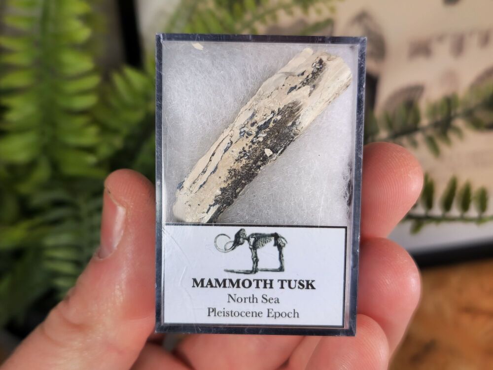 Woolly Mammoth Tusk #08