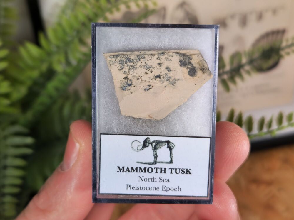 Woolly Mammoth Tusk #09