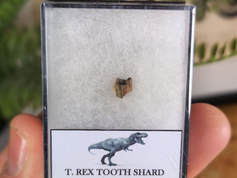 Tyrannosaurus rex Tooth Shard #02