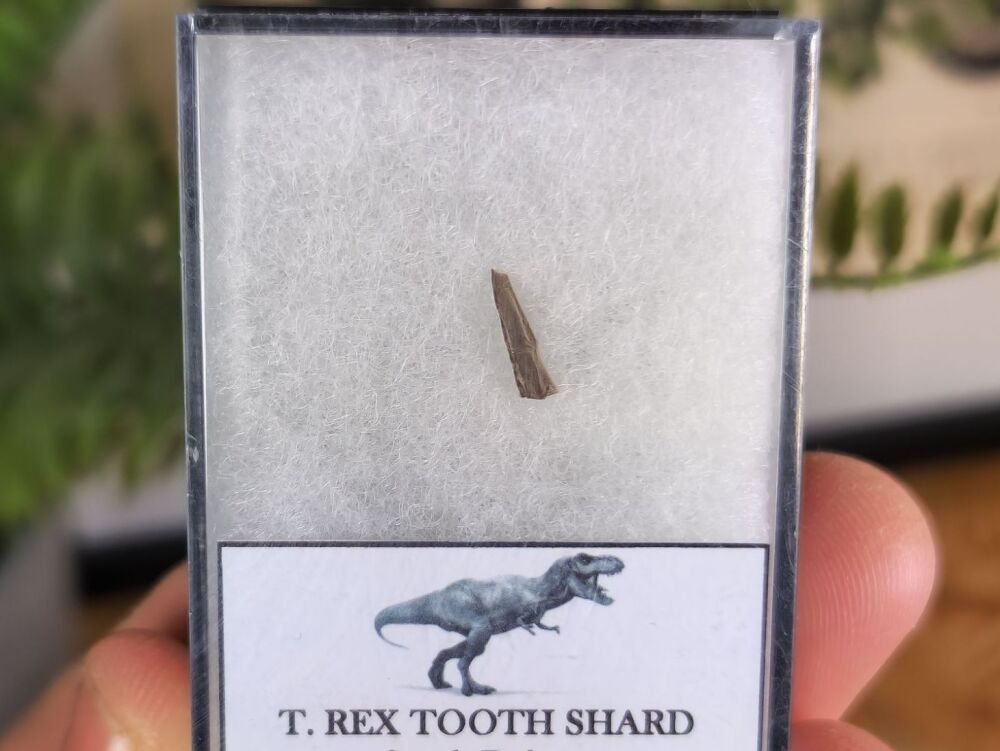 Tyrannosaurus rex Tooth Shard #03