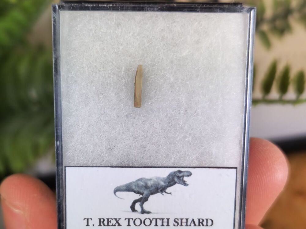 Tyrannosaurus rex Tooth Shard #05