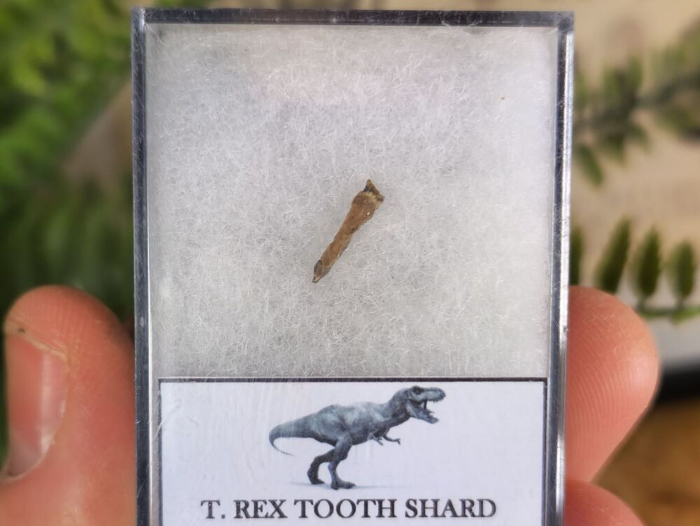 Tyrannosaurus rex Tooth Shard #08
