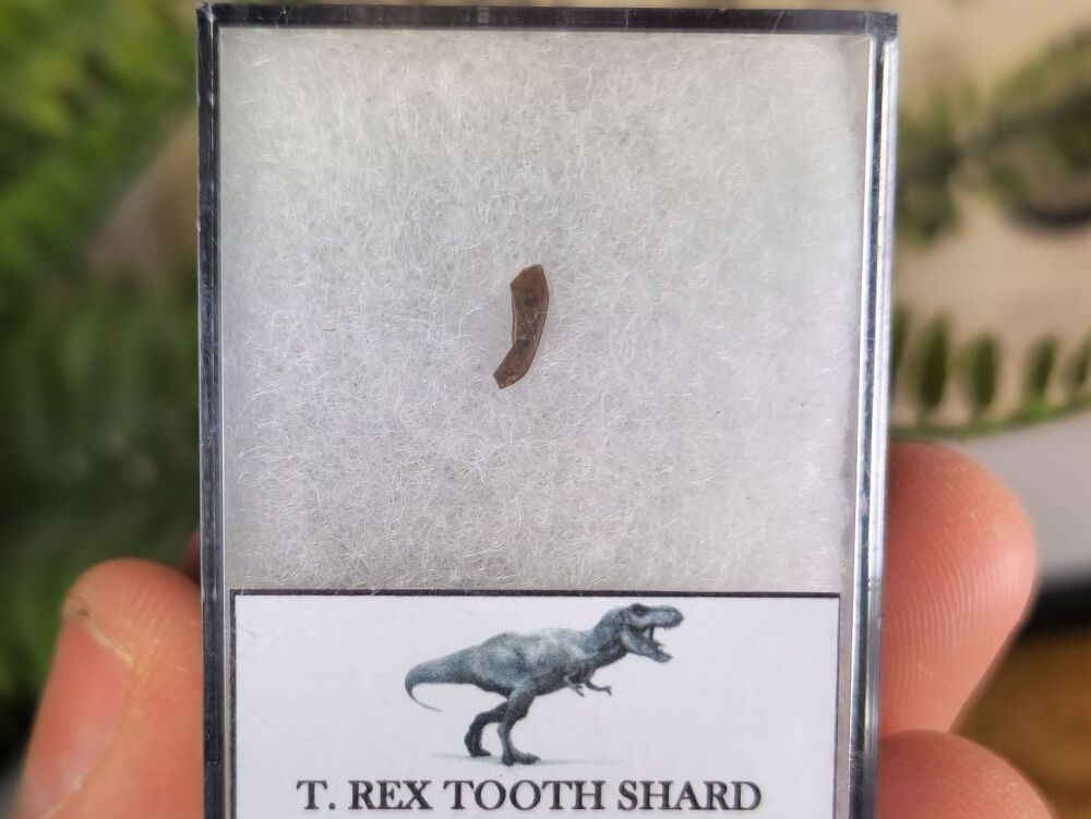 Tyrannosaurus rex Tooth Shard #09