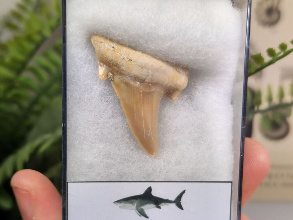 Otodus obliquus Shark Tooth (1.57 inch) #05