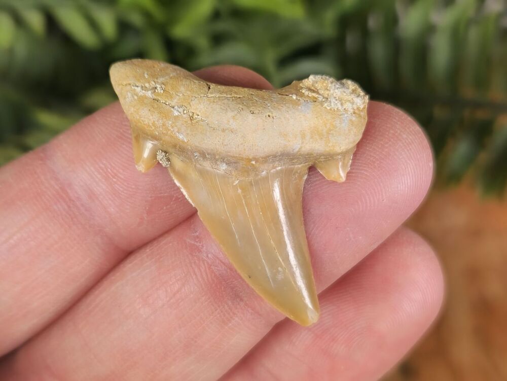 Otodus obliquus Shark Tooth (1.57 inch) #05