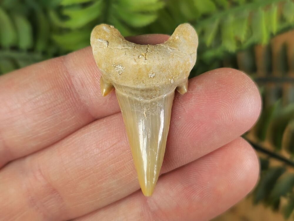 Otodus obliquus Shark Tooth (1.65 inch) #07