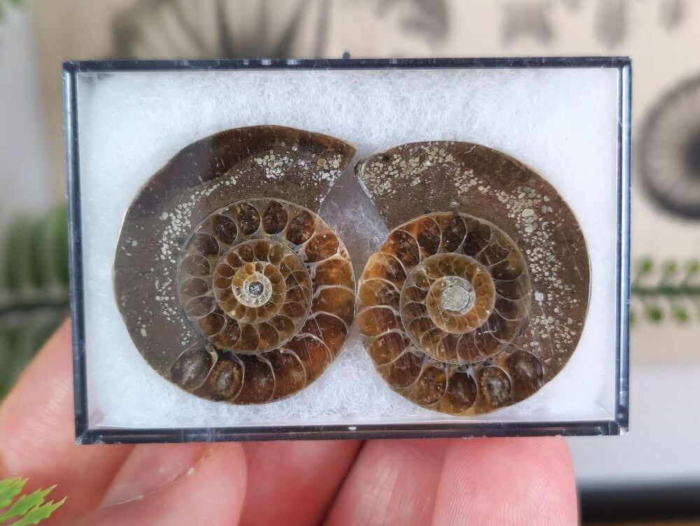 Cut & Polished Ammonite (pair) #03