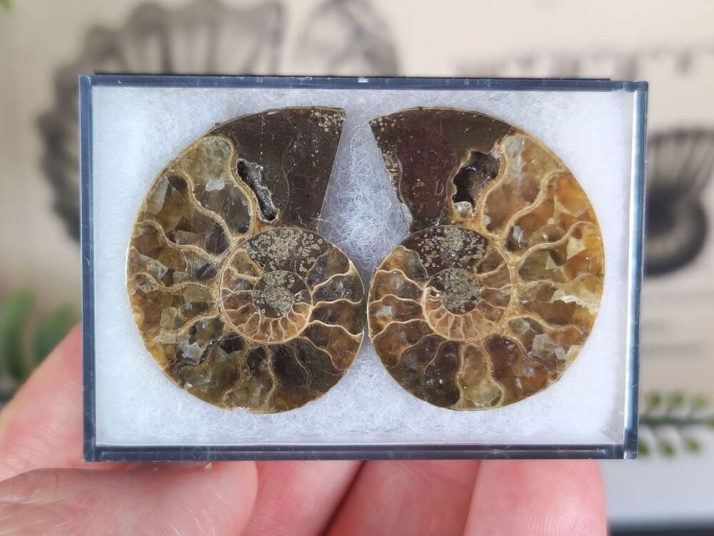 Cut & Polished Ammonite (pair) #04