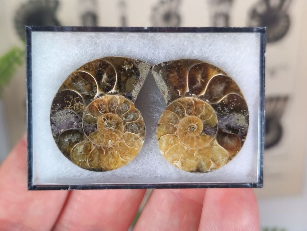 Cut & Polished Ammonite (pair) #07