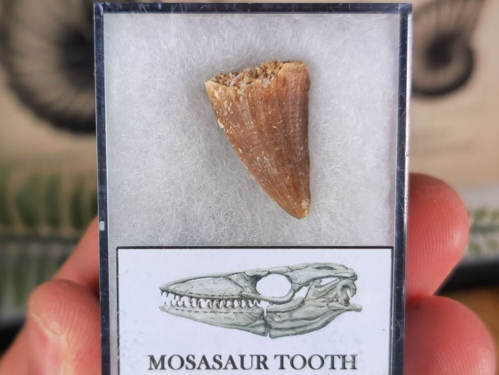 Mosasaur Tooth (0.78 inches) #05