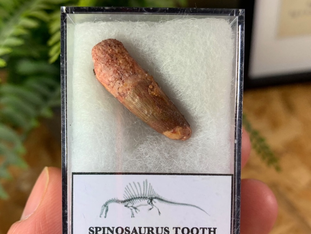 Spinosaurus Tooth - 1.13 inch #SP01