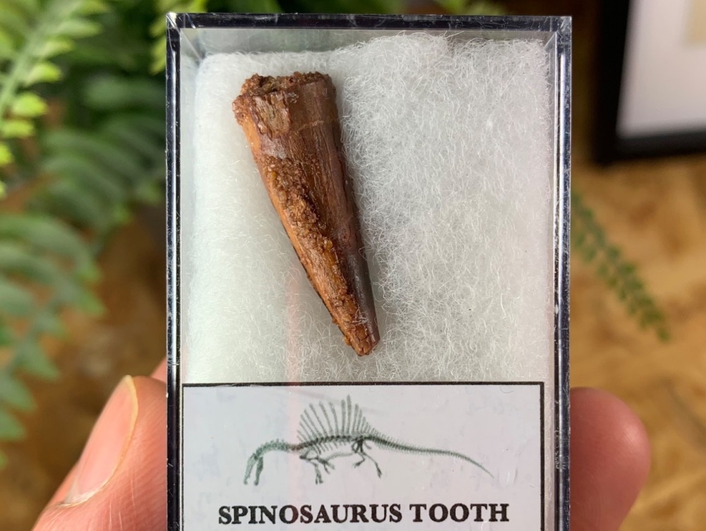 Spinosaurus Tooth - 1.19 inch #SP03