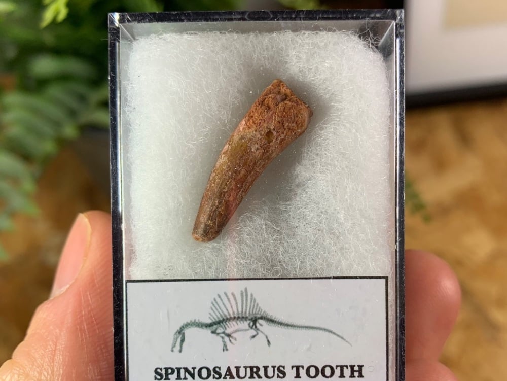 Spinosaurus Tooth - 0.94 inch #SP04