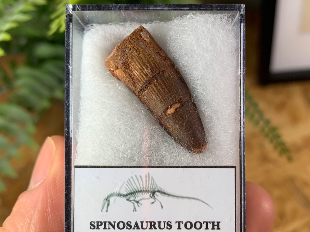 Spinosaurus Tooth - 1.13 inch #SP05