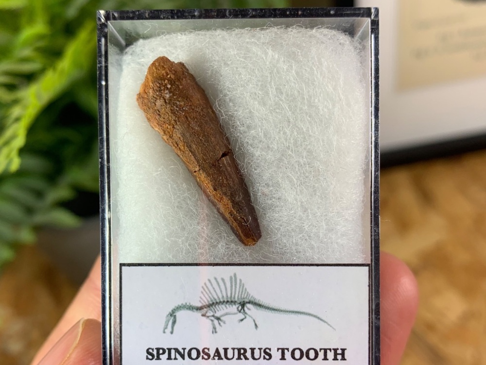 Spinosaurus Tooth - 1.13 inch #SP06