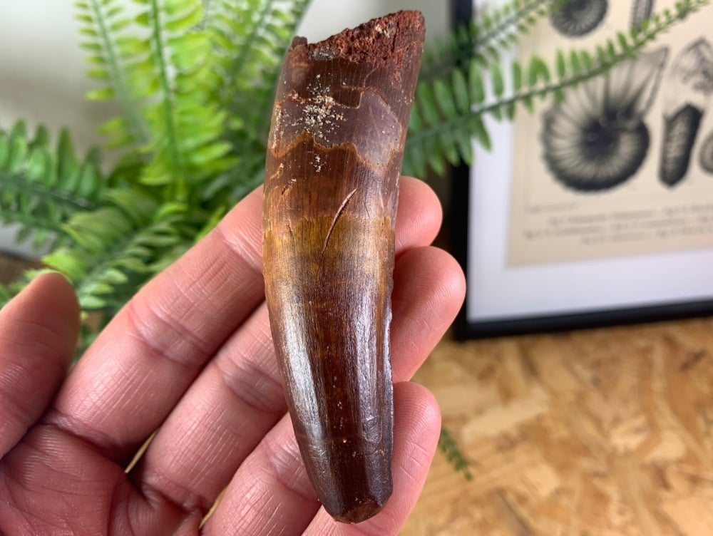 Spinosaurus Tooth - 3.69 inch #SP10