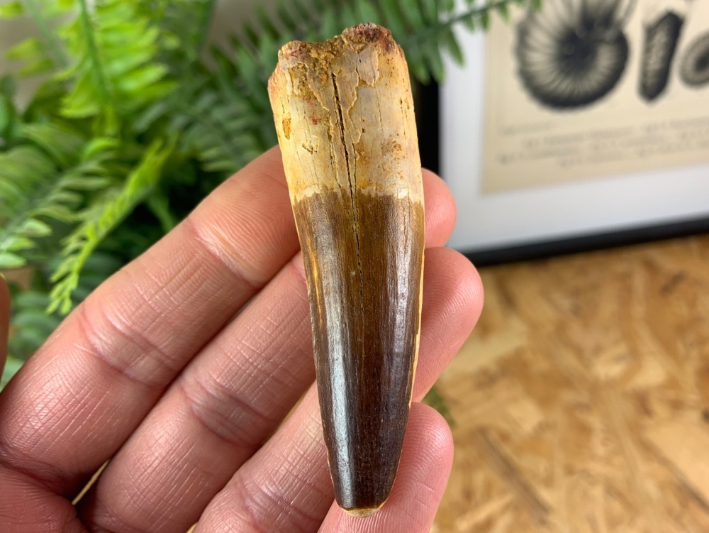 Spinosaurus Tooth - 2.78 inch #SP11