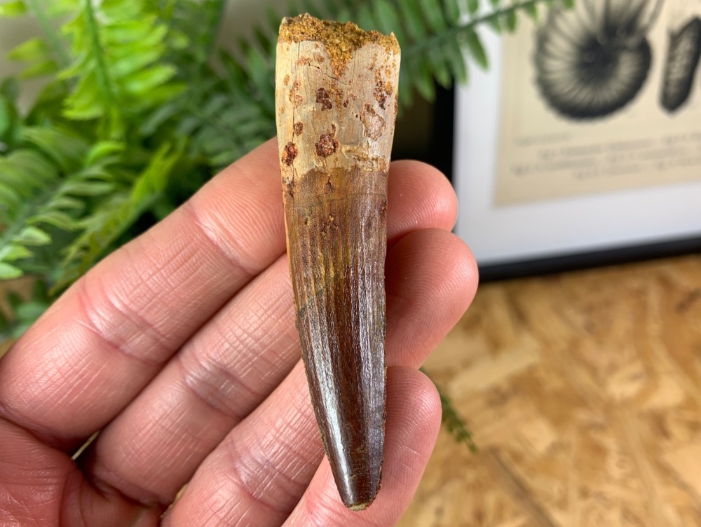 Spinosaurus Tooth - 2.88 inch #SP13
