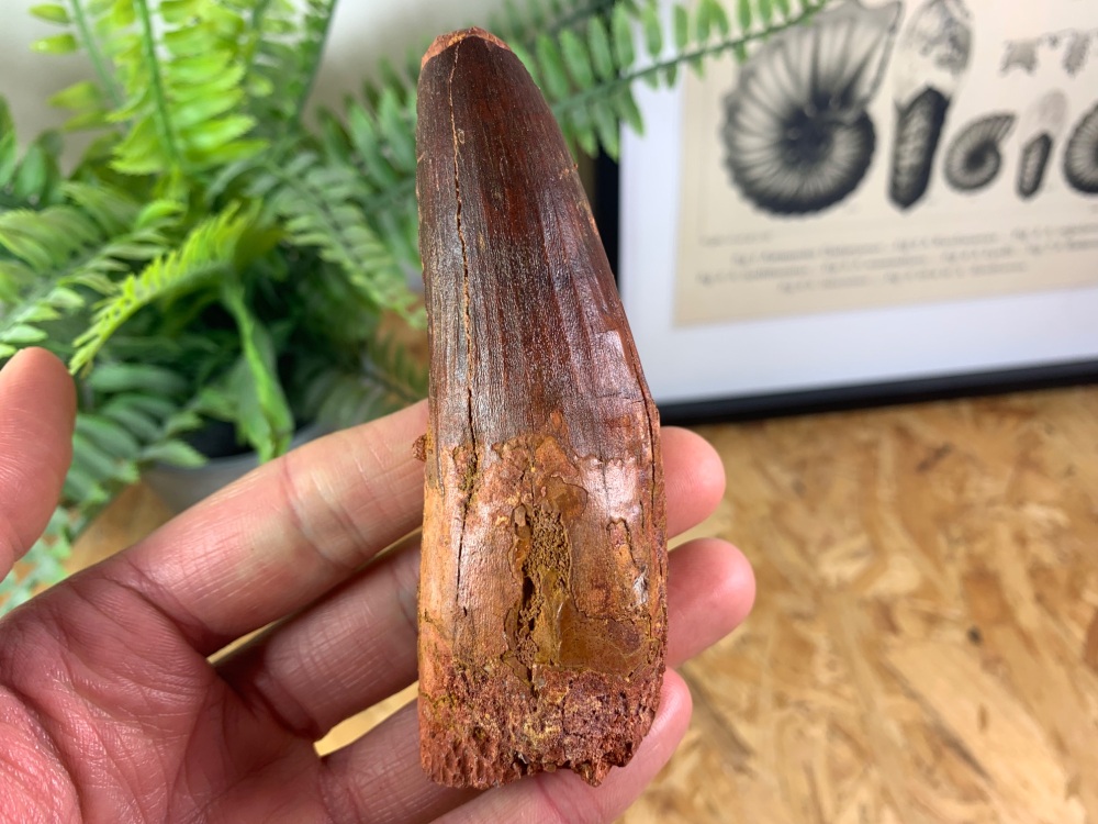 Spinosaurus Tooth - 4 inch #SP16
